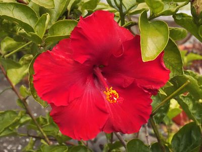 Hibiscus