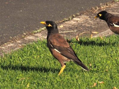 Indian Mynah Birds 2