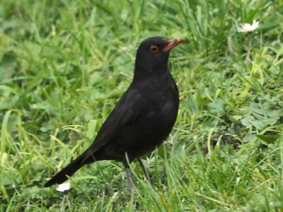 Blackbird 1