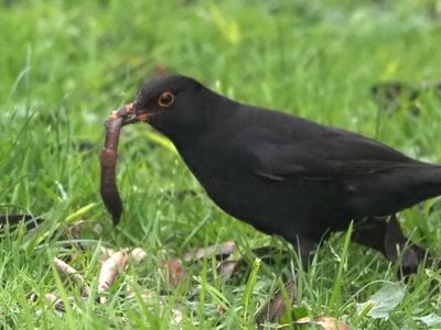 Blackbird 2