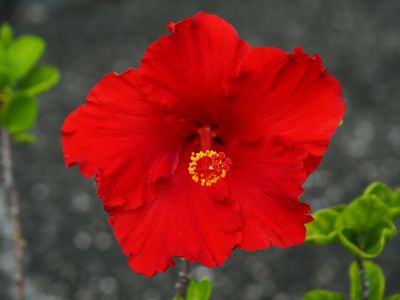 Hibiscus 2