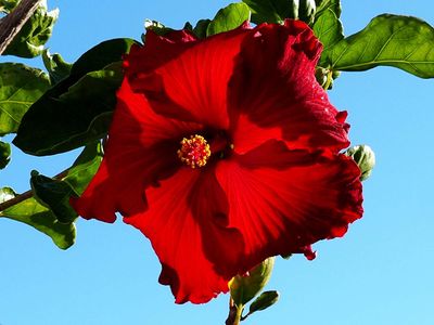 Hibiscus 5