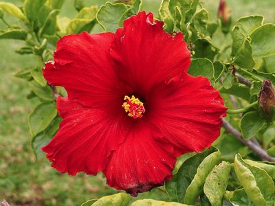 Hibiscus 4