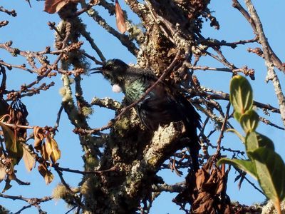 Tui Parson Bird 2