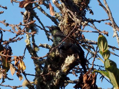 Tui Parson Bird 1