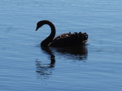 Swan 3