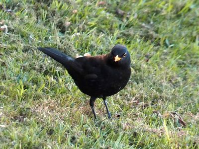 Blackbird Male 1