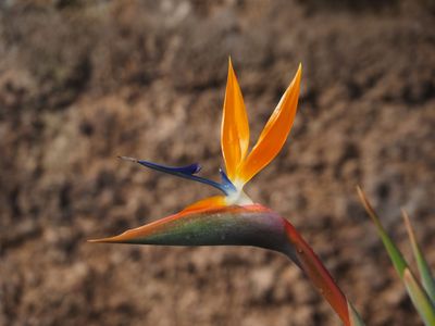 Bird of Paradise