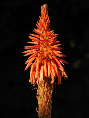 Lupin