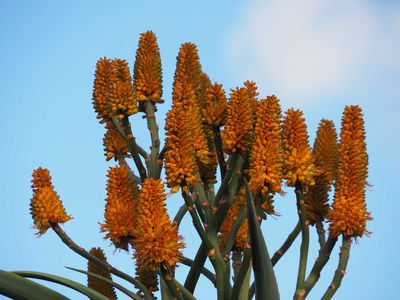 Agave Blooms 2024