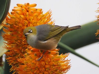 Wax Eye Bird 1