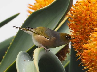 Wax Eye Bird 4