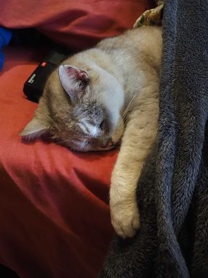 Our Cat Lucky 1