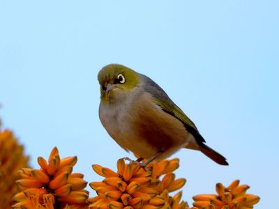 Wax Eye Bird 2