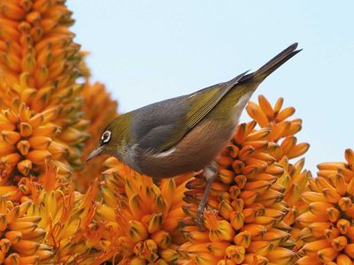 Wax Eye Bird 3