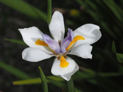 African Lilly 2