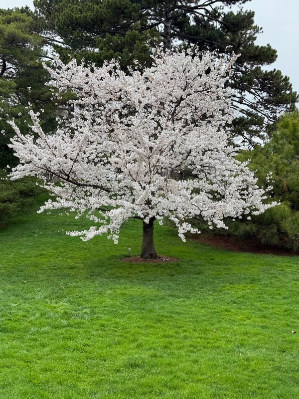 This cherry tree reminded me of the Dogwood in my Virginia front yard.