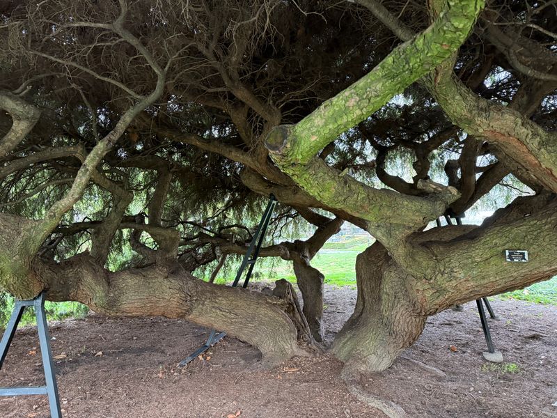 I climbed trees like this in Monterey when I was just a kid.  Good memories.