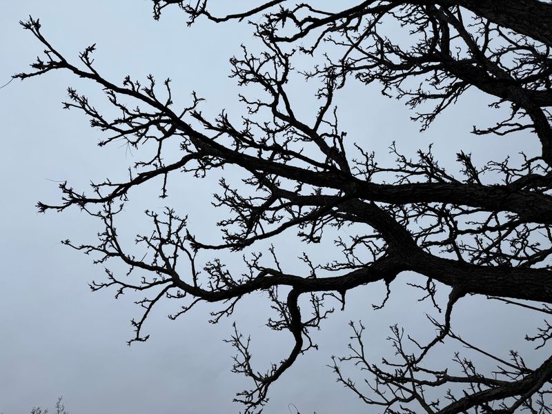 Buds in silhouette.  It looks like a Mandelbrot set.