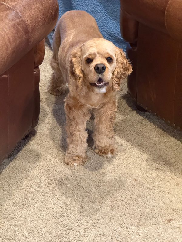 Austin being a good dog.