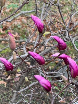 Magnolia blooms