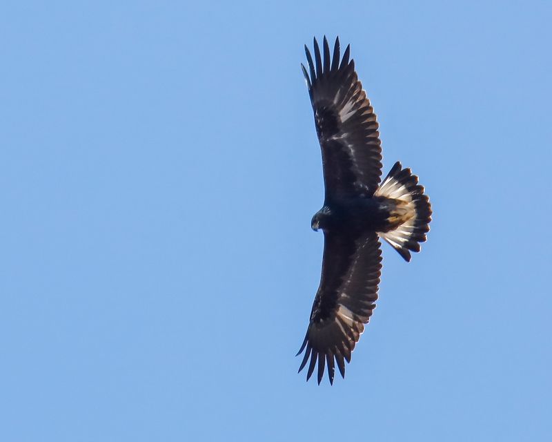 Golden Eagle
