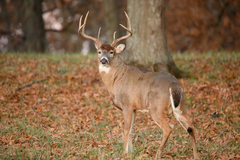 DLHP5255 Topaz ai.jpg