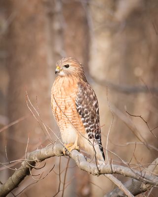 Web IMG_5479b-D.jpg
