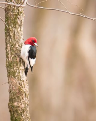 Web IMG_5257b-D.jpg