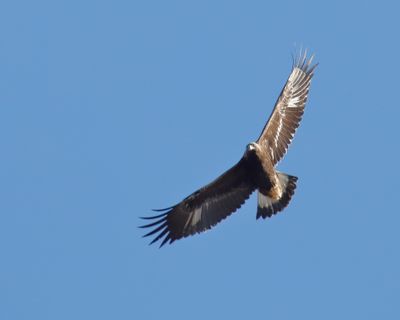 Golden Eagle