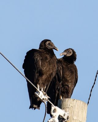 Web DLHP2283-D.jpg