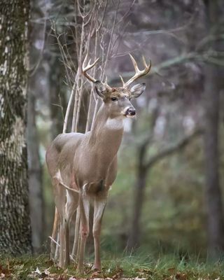 Web DLHP7159-D.jpg