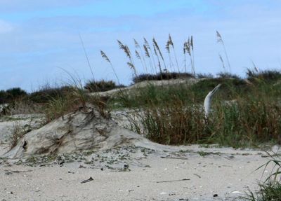 driftwood pretending to be a heron