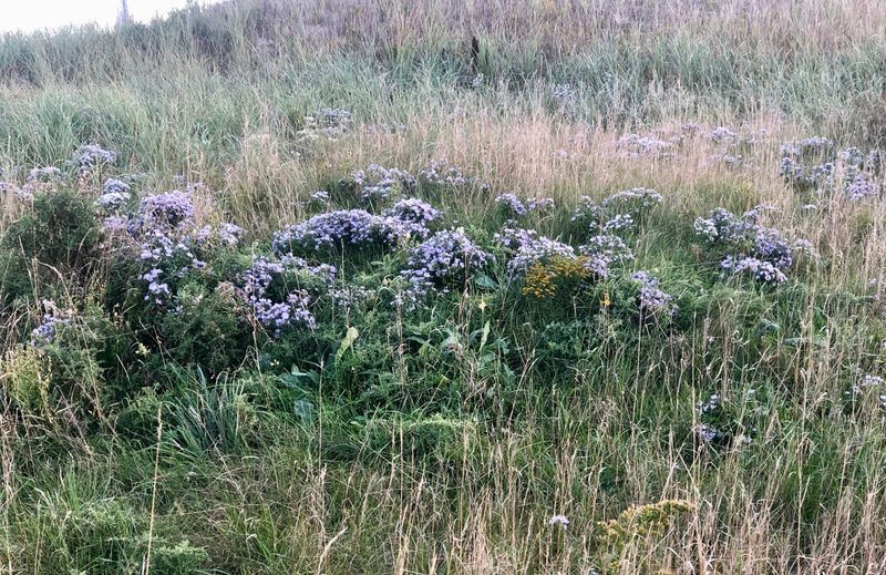 g13/07/661307/2/174934316.04a3080e.JPEG