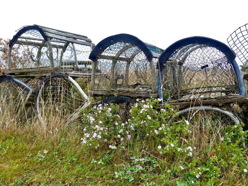 Cages  homard