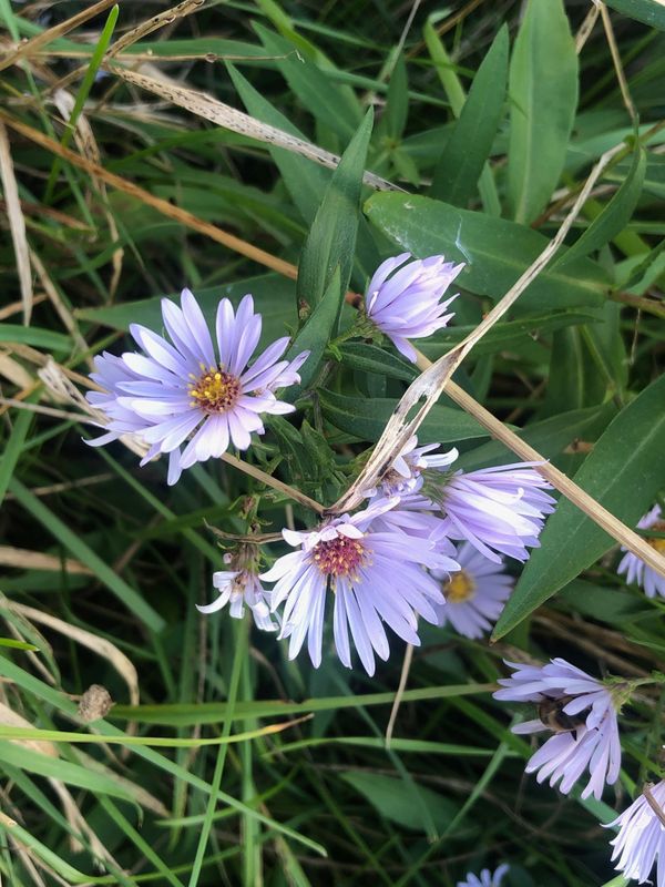 Aster des jardins