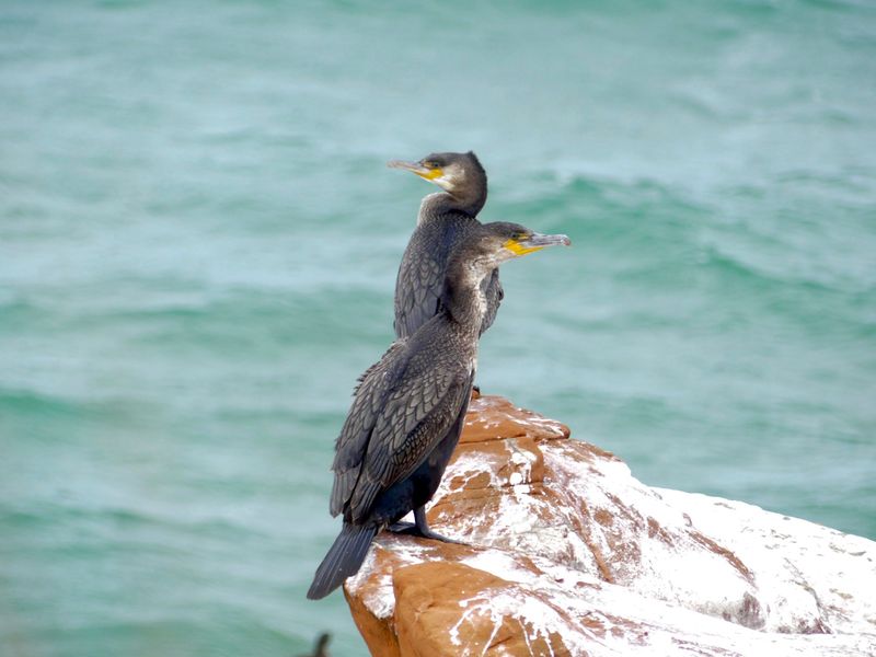 Grand Cormoran