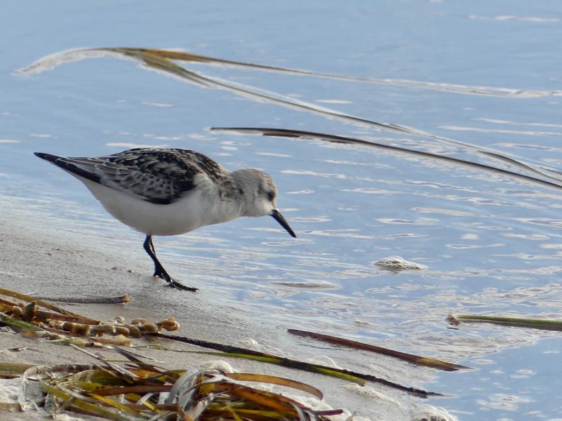 Bcasseau sanderling