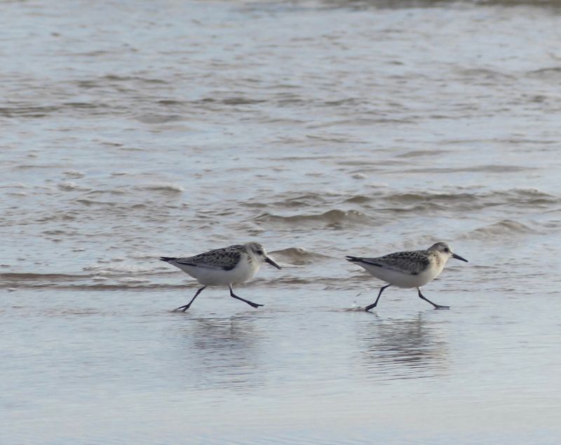 Bcasseau sanderling courant sur la plage