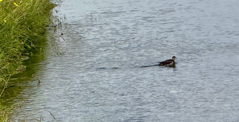 Phalarope  bec troit