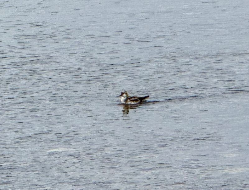 Phalarope  bec troit
