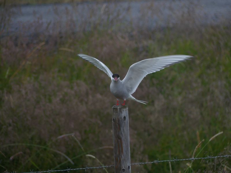 Sterne arctique