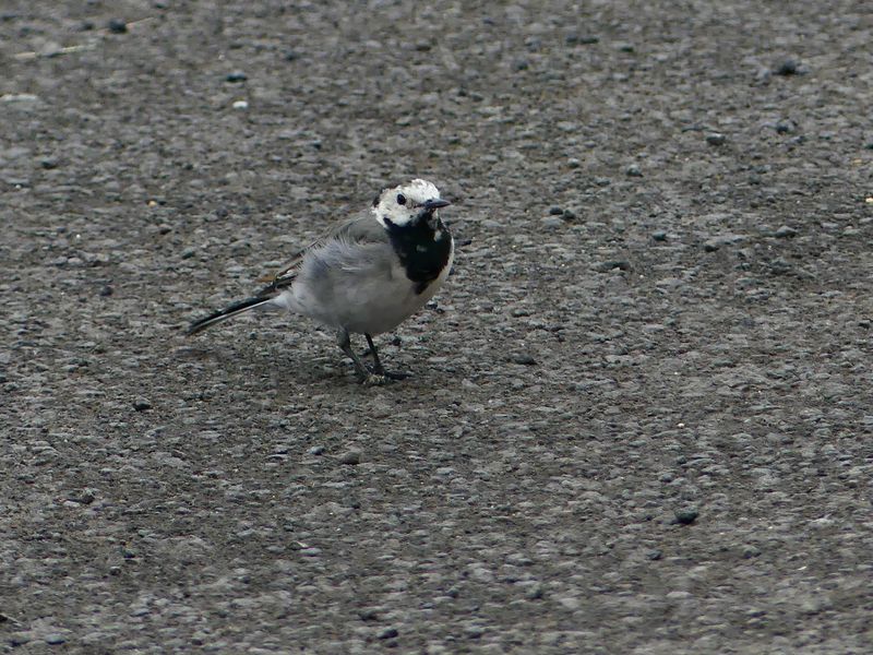 Oiseaux Islande - 19 sur 36.jpeg