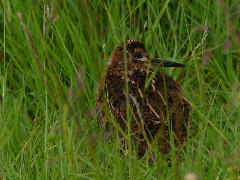 Bcassine des marais