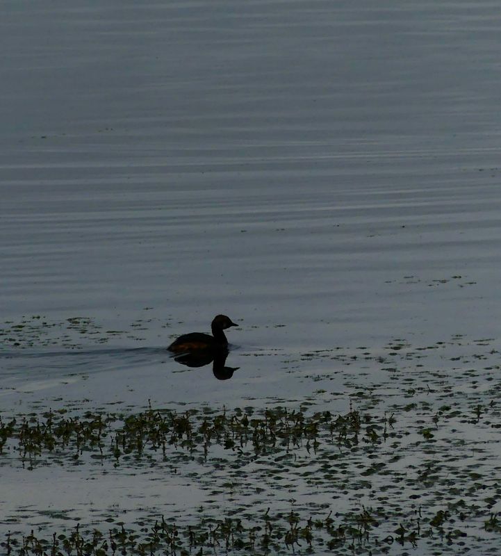 Oiseaux Islande - 21 sur 36.jpeg