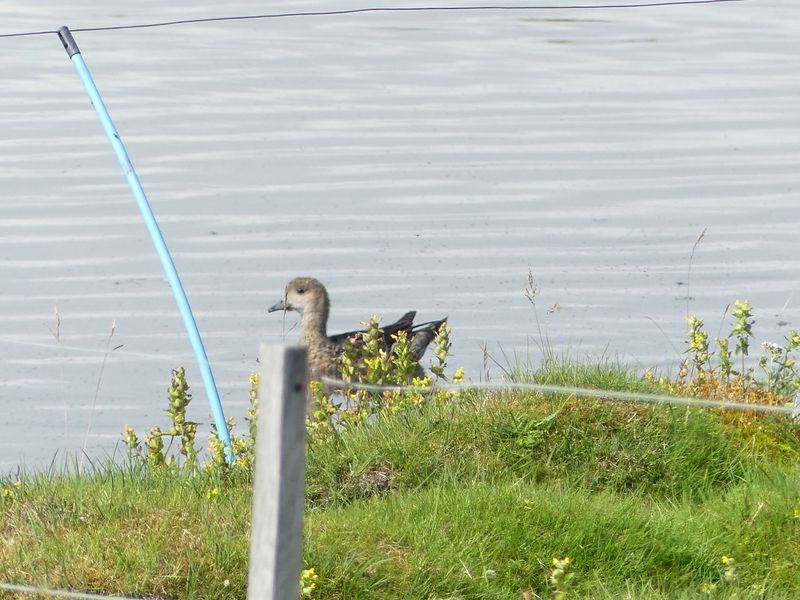 Oiseaux Islande - 22 sur 36.jpeg