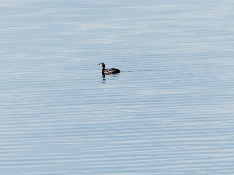 Oiseaux Islande - 26 sur 36.jpeg