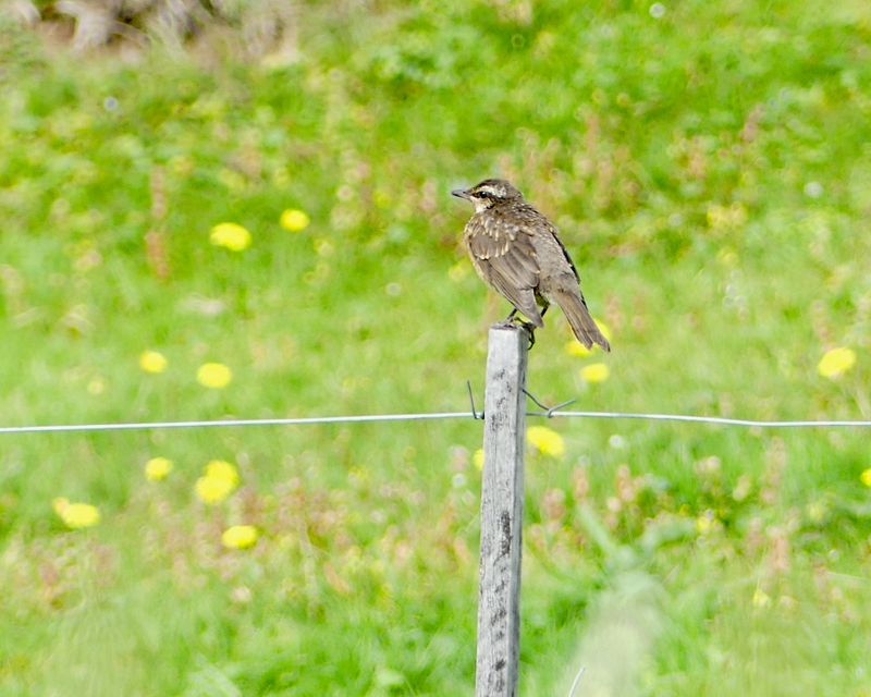 Oiseaux Islande - 27 sur 36.jpeg