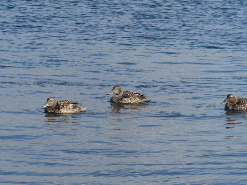 Eider  duvet
