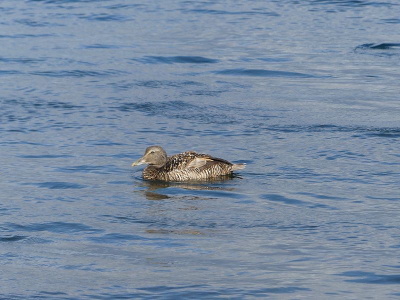 Eider  duvet